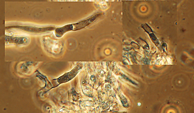 identificazione10 (Coniophora puteana)